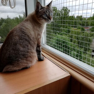 Lưới An Toàn Bảo Vệ Thú Cưng