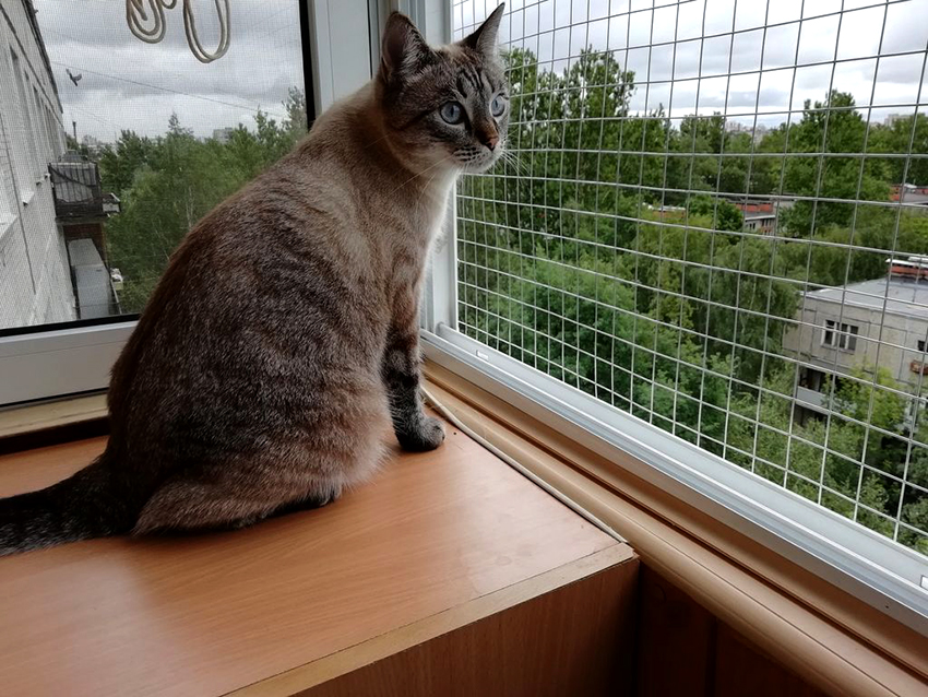 Lưới An Toàn Bảo Vệ Thú Cưng